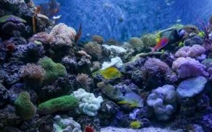 深圳海洋世界介绍 深圳海洋世界门票团购