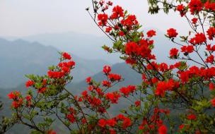 山丹丹花开红艳艳是哪个电视主题曲 山丹丹开花红艳艳原唱
